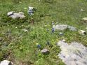 Dans la descente tranquille, on a le temps de regarder les fleurs (gentianes de Kock (Gentiana kochiana))