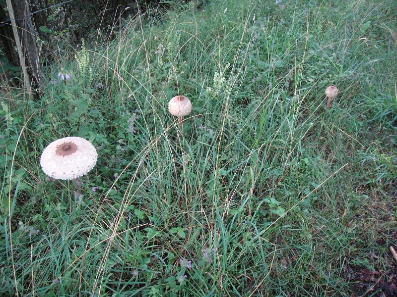 02 Alentours et champignons
