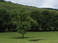 ... ainsi d'ailleurs que quelques hérons.