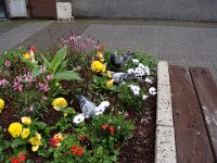 Les pigeons se régalent du « paillage » !