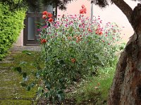 ... et abondamment fleuri.