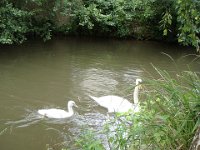 ... et observer les cygnes et leur cygnons ébouriffés.