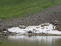 Moutons, en fait, et beaucoup, qui apparemment, aiment à se rafraîchir sur la neige !