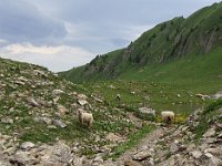 Les moutons ont déjà envahi le chemin du retour.