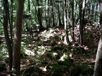 ... et les sous-bois moussus.