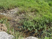 Cette année, de jolies libellules ...