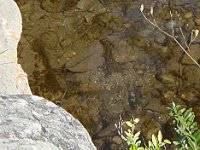 ... et même, en étant attentif, de petits poissons trahis par leur ombre.