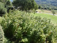 Pendant notre absence, les framboises ont bien mûri ...
