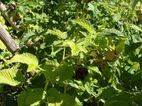 ... pour le plus grand profit des abeilles !