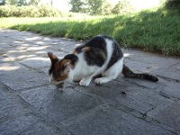 ... qu'elle s'empresse de dévorer.