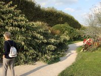 Bien sûr le cerisier japonais Prunus Groupe Sato-zakura 'Shirotae' n'est plus en fleur ...
