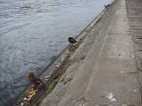 ... mais canes et canards somnolent, indifférents.