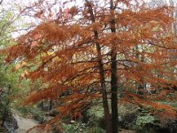 Dans le jardin lui-même, vestige du Pavillon Suisse de l'Exposition Universelle de 1900, derrière le Palais de la Découverte.