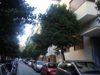 Depuis l'hôtel, rue Diakou, il ne faut que quelques minutes à pied pour aller à l'Acropole. Ici, l'arbre banal, c'est l'oranger.