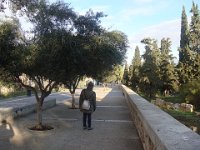 Comme les orangers, les oliviers aussi sont très communs. Ici dans la rue Adrianou, célèbre entre autres pour son cinéma en plein air, qui longe le parc,