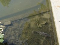 ... même si cette carpe est un peu grosse pour lui.