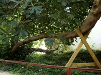 ... et énorme figuier