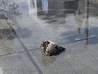 ... qui plaît bien aux pigeons !