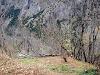 ... qu'un arbre soit  abattu.