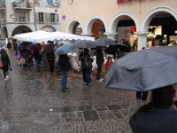 Dans un petit enclos, les cochons ...