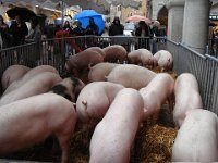 ... sont, espérons-le, inconscients de leur avenir.