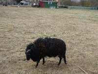 ... et ce beau bélier.