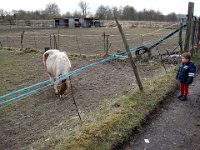 Ah, là, c'est un poney ...