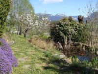 Le printemps, enfin ! À Groisy, aubriéta, cerisier et poissons cherchent le soleil.
