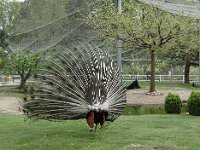... et par derrière. Mais la poule faisane n'a même pas daigné tourner la tête.