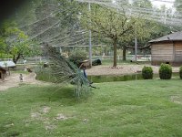 Ah, il va nous faire une jolie roue ...