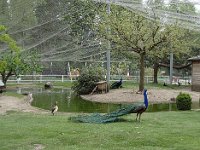 À Annecy, à la volière devant l'Impérial Palace, les paons, comme il se doit, se pavanent.