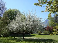 À Doussard aussi c'est le printemps. Et le pommier en fleur ...