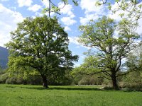 Plus de 200 ans, quand même, et 4 m de circonférence.. Mais son petit voisin n'est pas mal non plus.