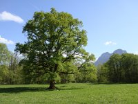 ... pour admirer le chêne retenu par l'ONF en 2017 comme un des plus beaux arbres de France.