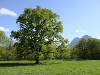 ... pour admirer le chêne retenu par l'ONF en 2017 comme un des plus beaux arbres de France.