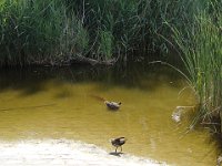 ... il profite des gras poissons à portée de bec. Heureusement les bécassines des marais ...