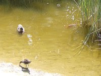 ... se contentent de petits mollusques, vers et crustacés.