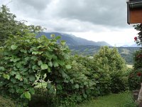 Alors que l'Actinidia deliciosa, vulgairement appelée kiwi ...