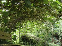 ... fleurit sous sa tonnelle, ...