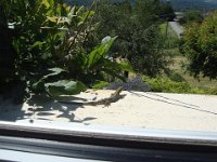 ..., alors que les lézards ...