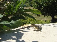 ... chassent à l'affût au soleil, ...