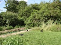 Les corneilles semblent avoir trouvé pitance ...