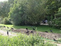 ... sans doute grâce à cette butte de terre récement ensemencée.