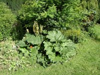 Ça c'est de la rhubarbe !