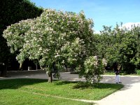 ... entre autres par une Japonaise.