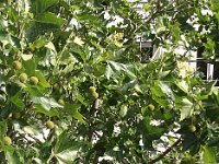 Arbuste à identifier ? Un bête platane, en fait, mais avec ses akènes regroupés en glomérules sphériques.