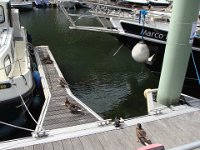 Les canards sont chez eux, ici.