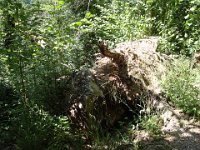 Il ne fait pas toujours aussi sec : des orages ont déraciné ce gros arbre.