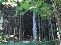 Haute futaie. Cette balade est, heureusement, très ombragée.