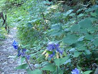 ... admirant au passage ces campanule à feuilles d'ortie (Campanula trachelium subsp. trachelium) ...